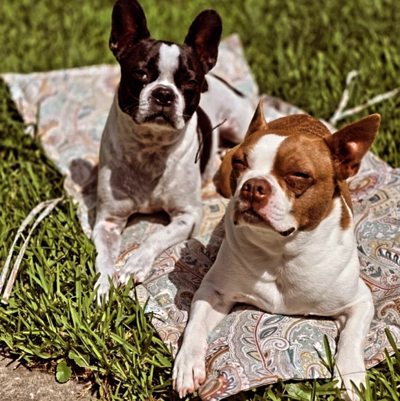 Meet your Posher, Elizabeth - Picture 3 of 3